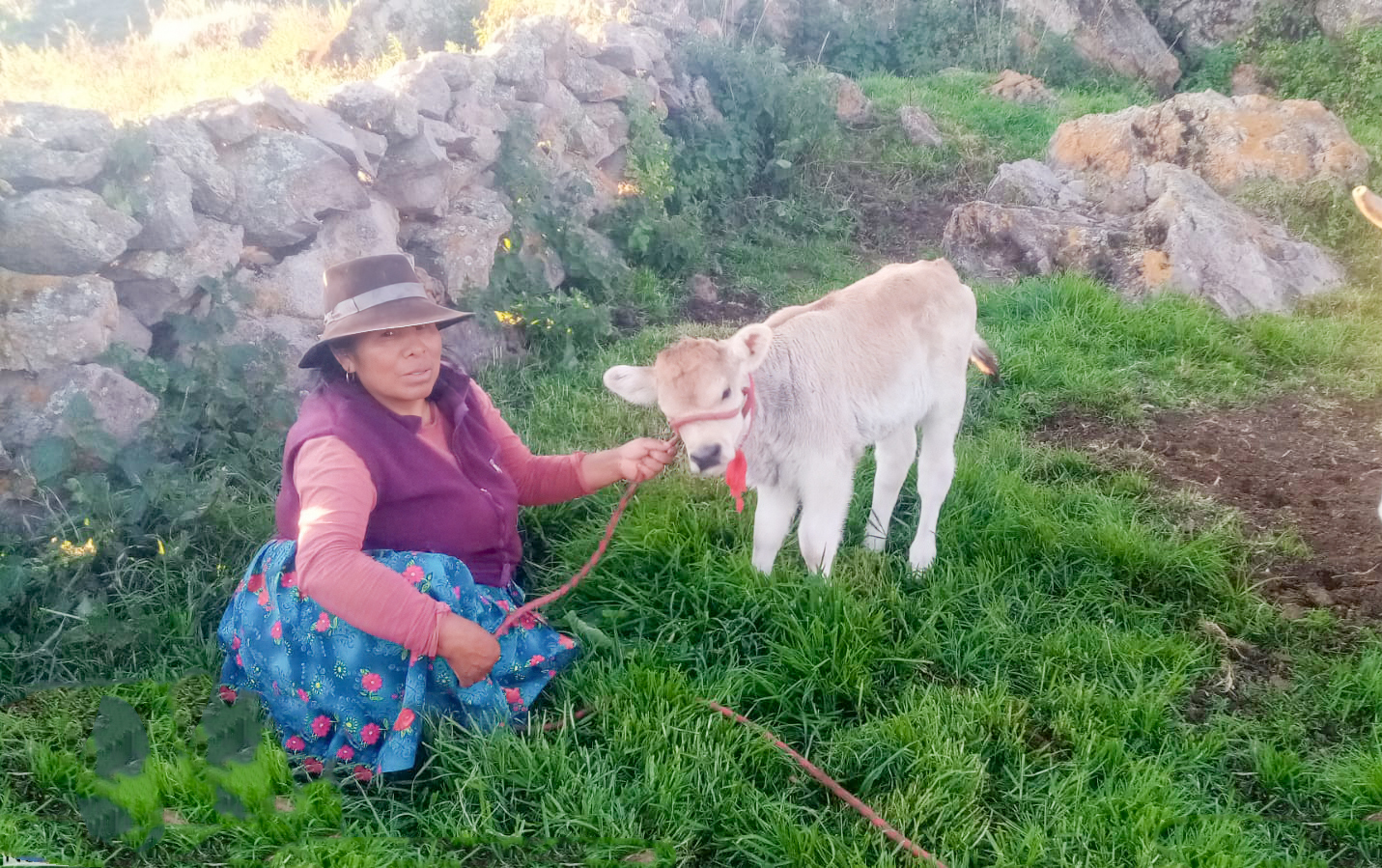 Lucanas continúa registrando el nacimiento de becerros por inseminación artificial 