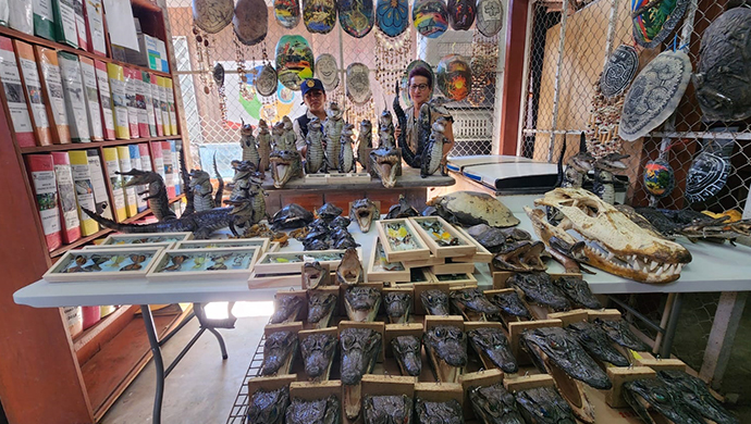 FEMA de Ucayali incautó gran cantidad de especies de fauna silvestre protegidas e inmovilizó productos forestales