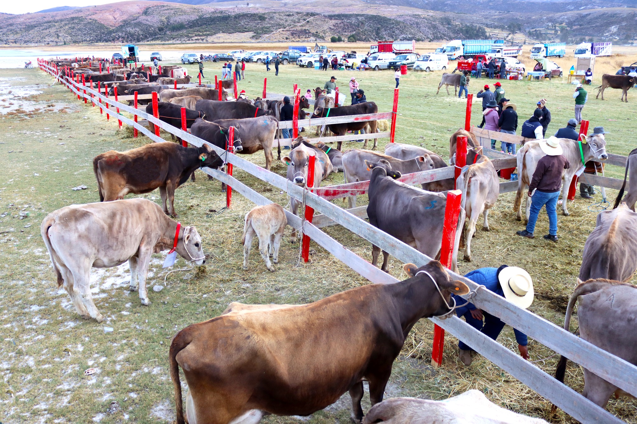Vuelve la II Expo Feria Ganadera Tarco – Pullo 2024