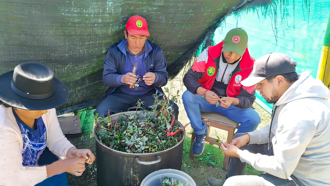 Inician acciones para la producción de 20 mil plantones forestales en Vilcanchos