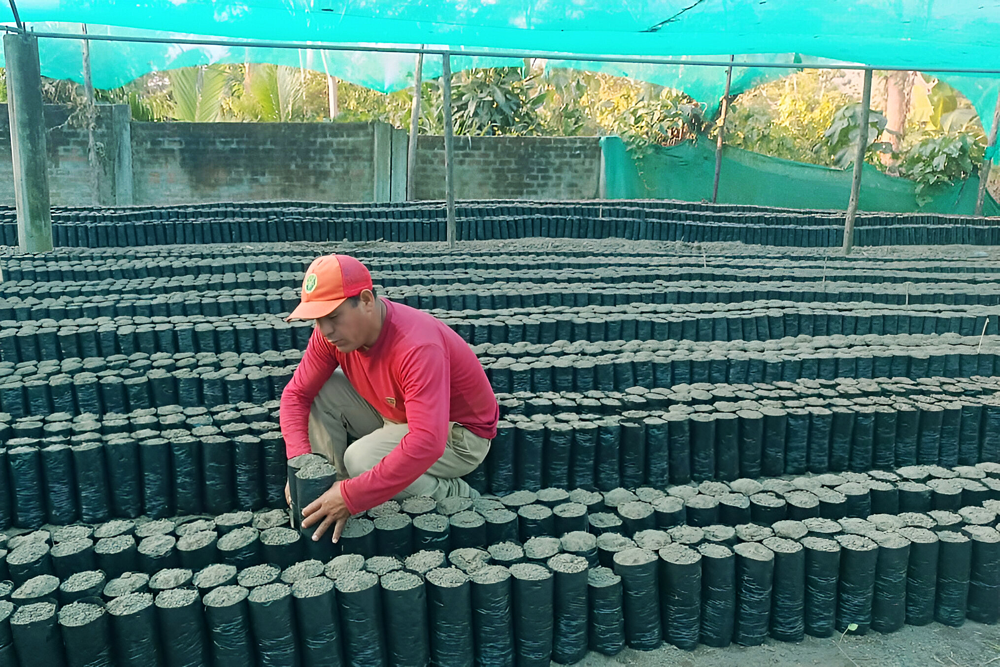 Inicia producción de 1 millón 300 mil de plantones de café y cacao