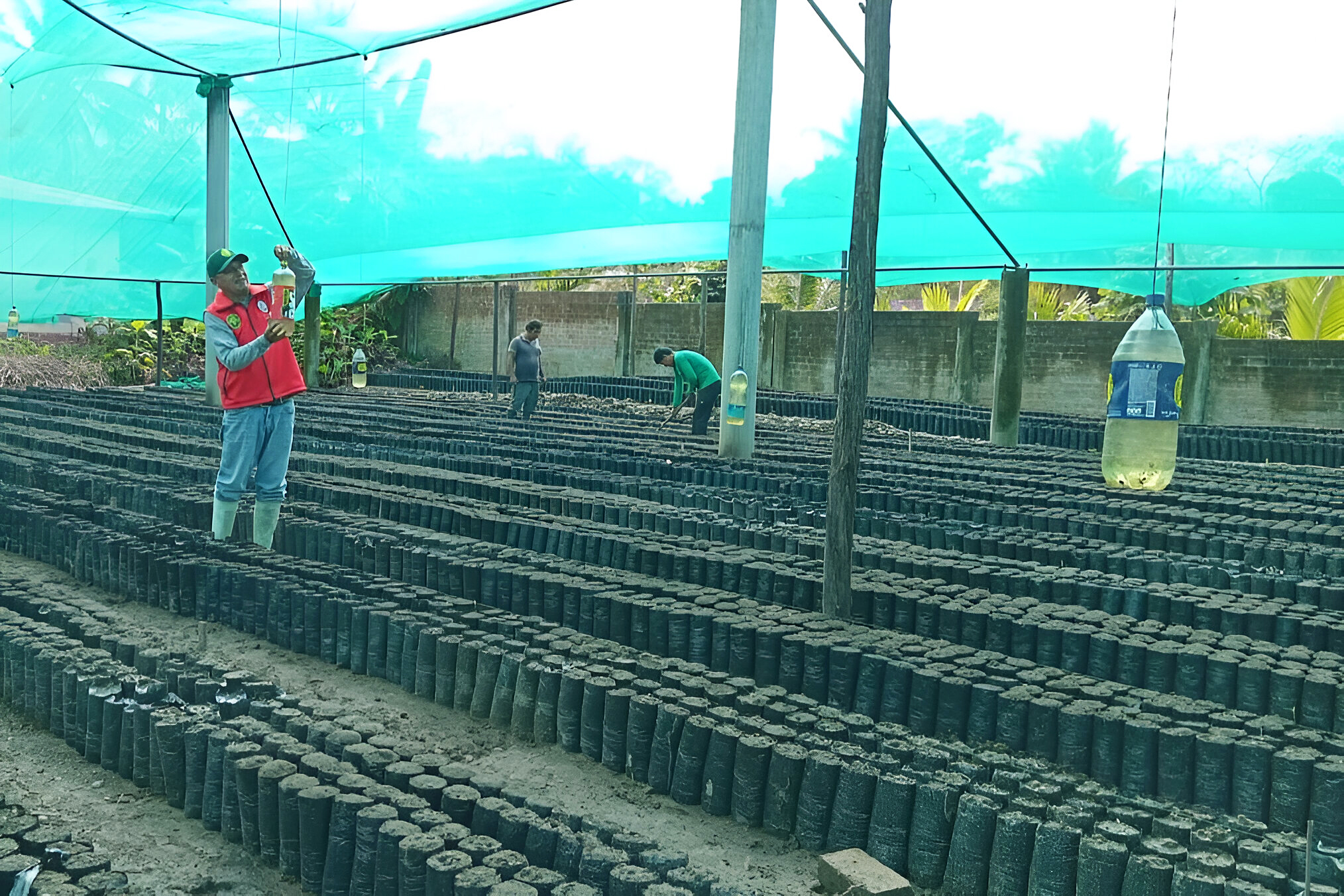 Inicia producción de 1 millón 300 mil de plantones de café y cacao