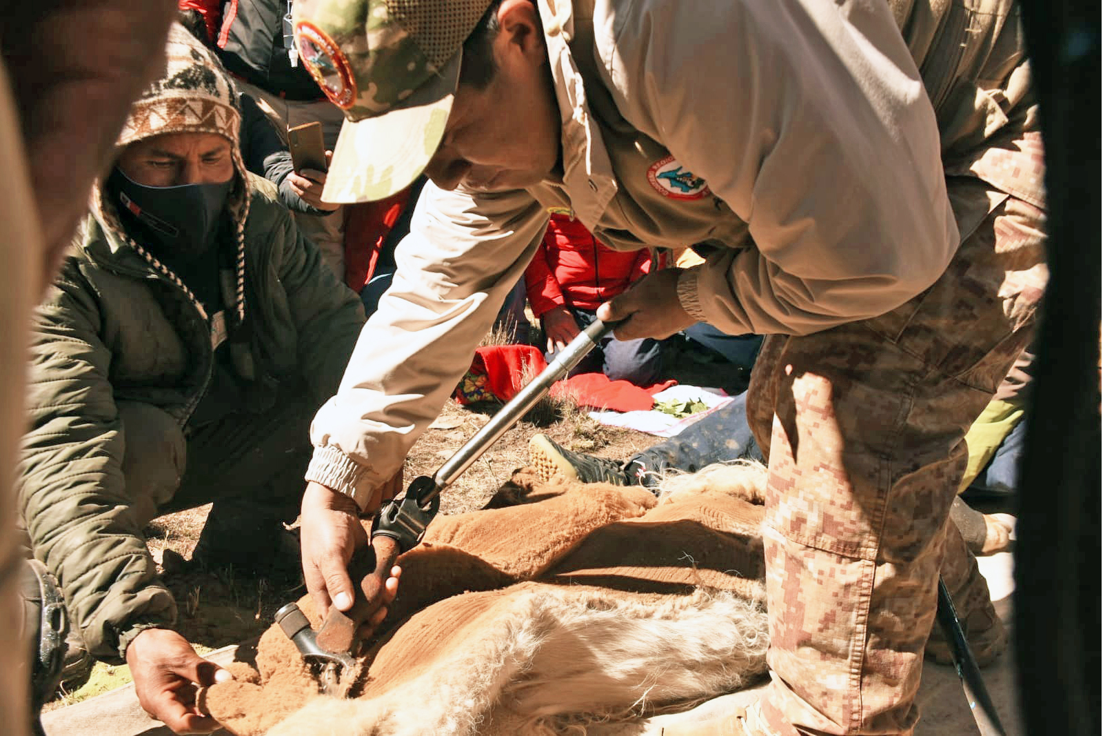 Ayacucho desarrollará 140 chaccus este 2024