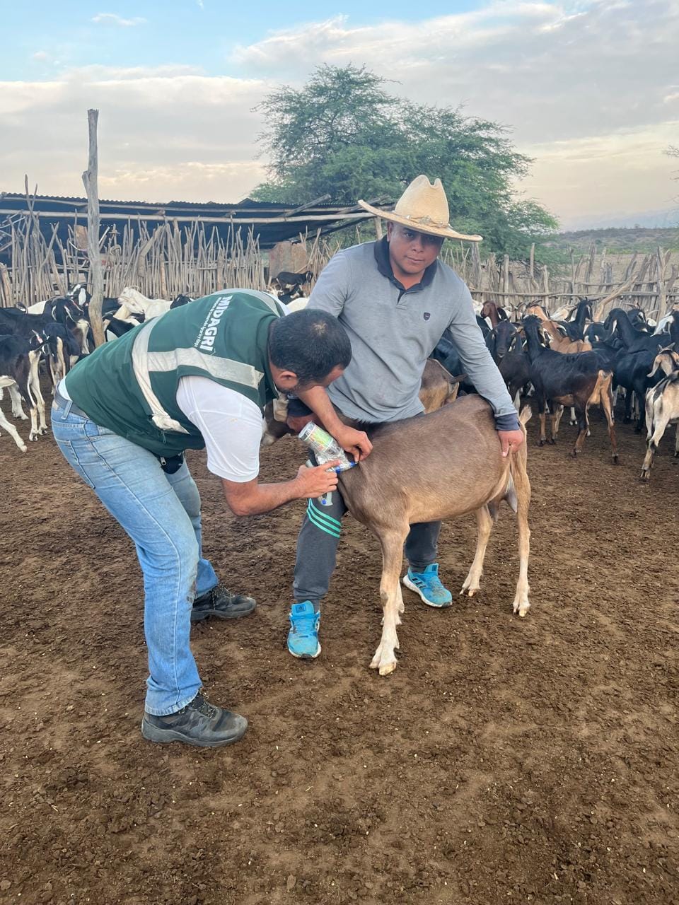 🔰Municipalidad De Sullana Reliza Segunda Campaña De Vacunación De Ganado Caprino En Caseríos Del Distrito De Marcavelica
Con el objetivo de inmunizar a más de 4 mil cabezas de ganado caprino la municipalidad de Sullana realizó la segunda campaña de vacunación de ganado caprino en las zonas GANADERAS del distrito de Marcavelica. Esta campaña se realizó los días 13, 14 y 15 de mayo en los caseríos de La Víbora, Cañas, Chapetones, Bellavista, entre otros del distrito de Marcavelica.
Esta campaña se realizó en alianza con la Municipalidad Distrital de Marcavelica, Instituto Nacional de Innovación Agraria (INIA), SENASA, Dirección Regional de Agricultura a través de la Agencia Agraria del Chira y el PIP logrando inmunizar a más de 4 mil cabezas de ganado caprino con la aplicación de la Vacuna BT5, superando la meta propuesta por el alcalde Marlem Mogollón.
La subgerente de Gestión Productiva Urbano y Rural, Ing. Luz Marina Calle Ortega indicó que esta segunda campaña se realiza en el marco de las actividades programadas por la mesa técnica de ganado caprino. “Gracias a las gestiones realizadas por el alcalde Marlem Mogollón y al buen trabajo de la mesa técnica de ganado caprino se logró obtener la vacuna BT5 que se usan para la prevención del carbunclo sintomático, también llamado pierna negra. Esta campaña ha beneficiado a un total de 30 productores de ganado caprino de los caseríos de Marcavelica, ellos podrán obtener su certificado de vacunación para poder comercializar, acceder a créditos, así como tener un ganado libre de enfermedades”
El objetivo de estas campañas es mejorar la calidad del ganado caprino para que los productores tengan mejores productos y el precio del mercado mejore para beneficio de sus familias. Finalmente, la subgerente indicó que las campañas de vacunación continuarán en los próximos meses previa programación de la mesa técnica de ganado caprino.