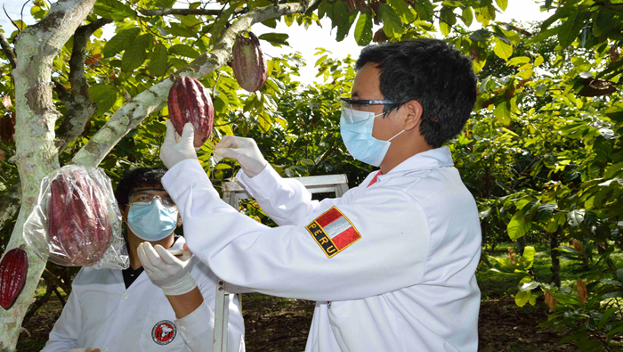Investigadores monitoreando calidad de frutos de cacao en campo