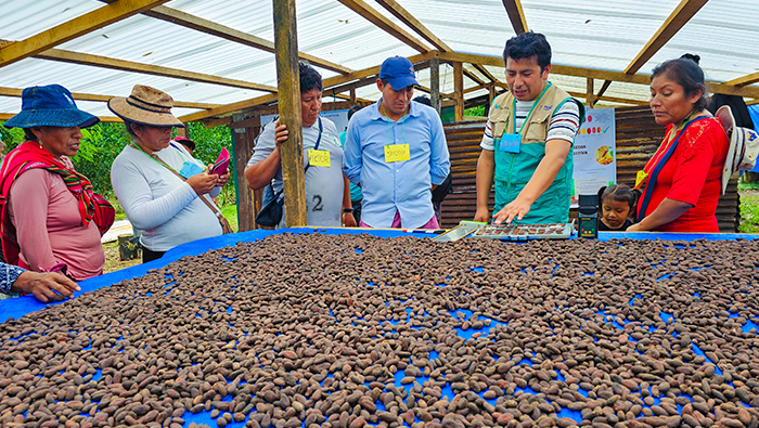 Más de 660 cacaoteros fortalecen conocimientos en cinco departamentos