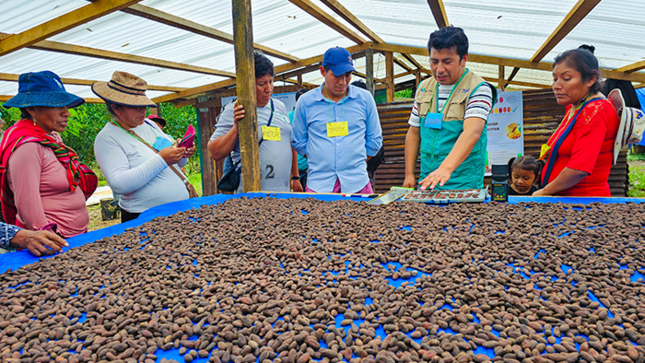 Más de 660 cacaoteros fortalecen conocimientos en cinco departamentos