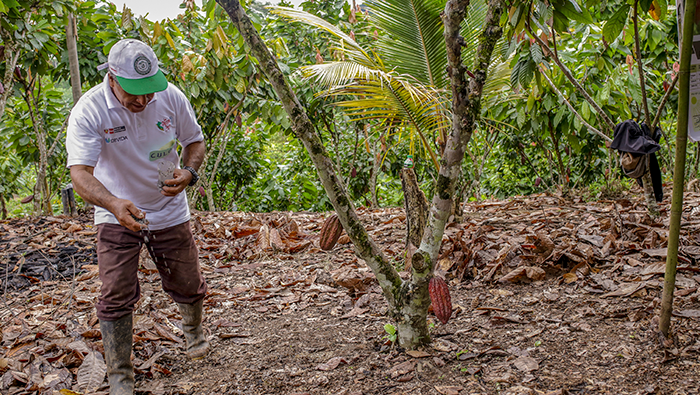 Más de 660 cacaoteros fortalecen conocimientos en cinco departamentos