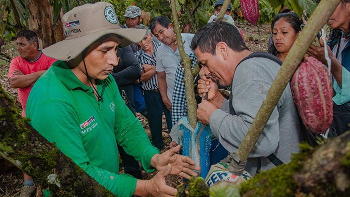 Más de 660 cacaoteros fortalecen conocimientos en cinco departamentos