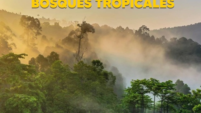 Día internacional de la preservación de los bosques tropicales