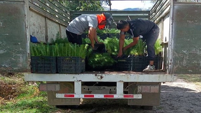 REFORESTACIÓN MÍLPUC 1