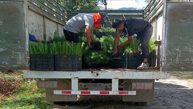 REFORESTACIÓN MÍLPUC 1