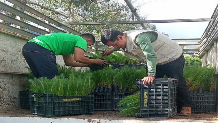 REFORESTACIÓN MÍLPUC 2
