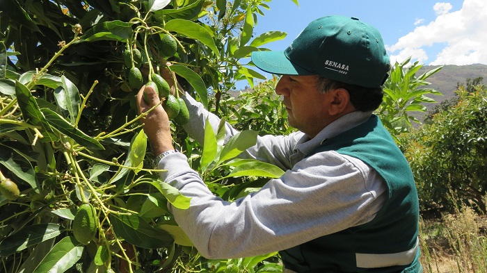 Senasa-Cusco-Produccion-de-Palta-Hass