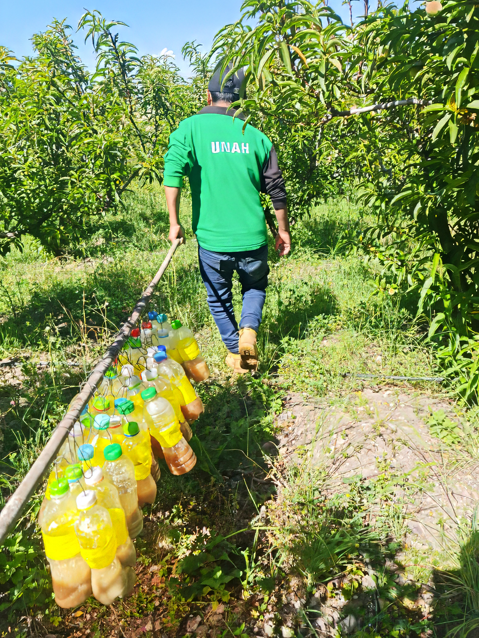DRA Ayacucho iniciará campaña contra la mosca de la fruta en Patibamba