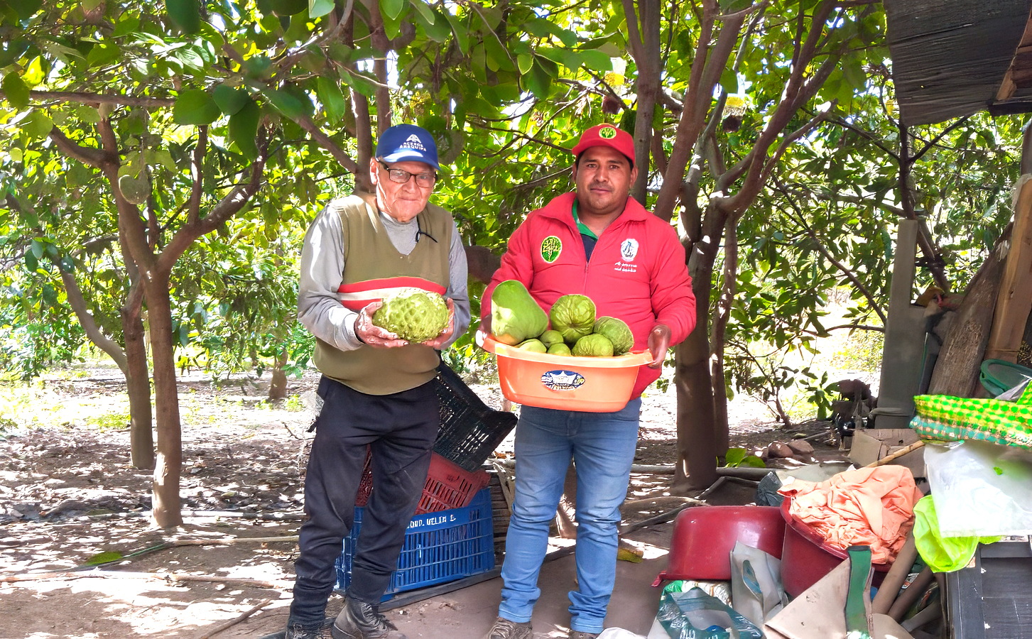 DRA Ayacucho iniciará campaña contra la mosca de la fruta en Patibamba