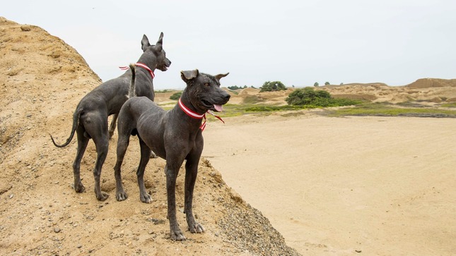 Perro sin Pelo Peruano