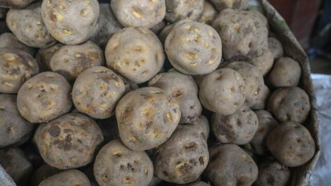Se reportó el ingreso de más de 9 mil toneladas de productos entre frutas y verduras