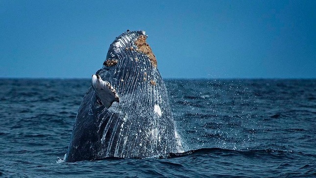 ballenas mar de grau
