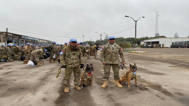 Perros peruanos serán enviados al África para apoyar a Cascos Azules en misiones de paz