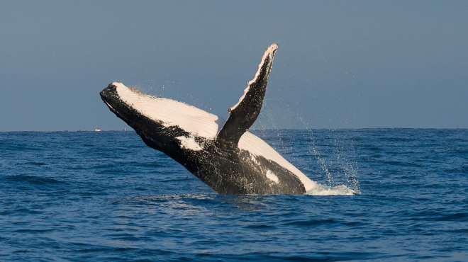 Dircetur proyecta llegada de más de 25 mil turistas para el avistamiento de ballenas 2024