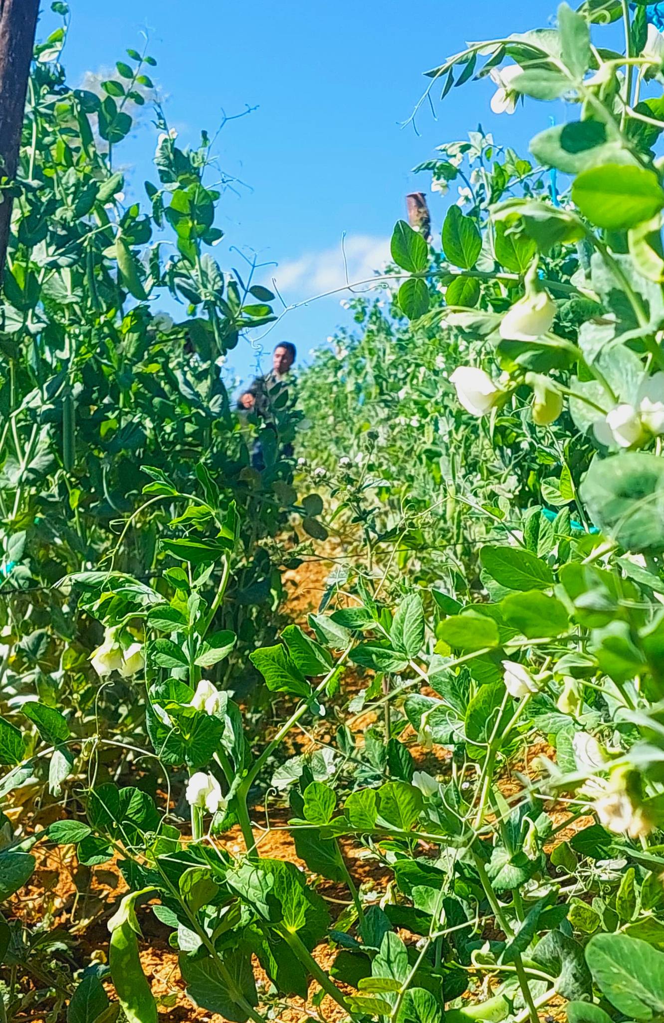 Capacitación en cultivo de arveja a estudiantes del I.E.S.T.P. José Arnaldo Sabogal Diéguez