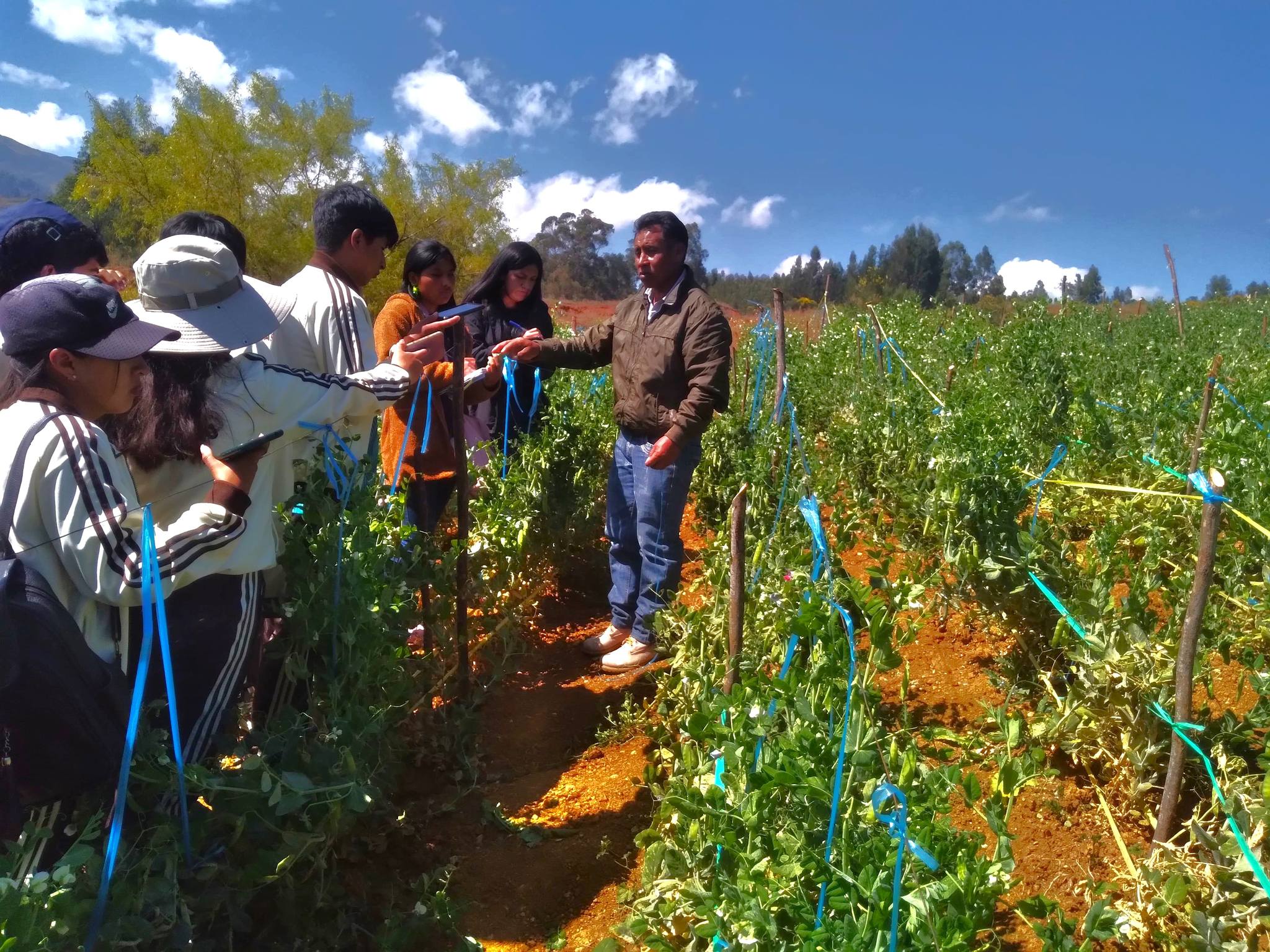 Capacitación en cultivo de arveja a estudiantes del I.E.S.T.P. José Arnaldo Sabogal Diéguez