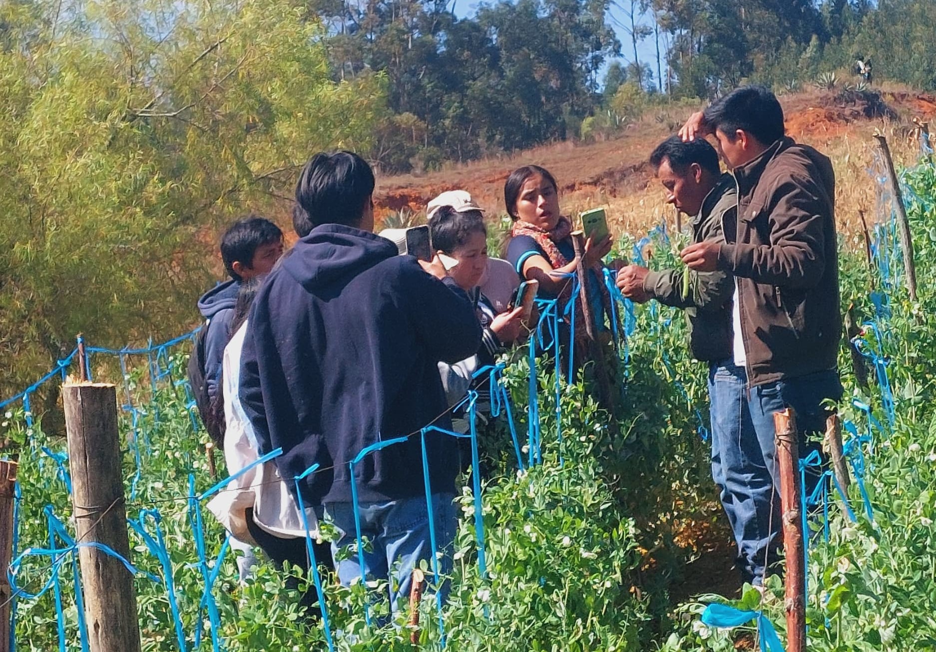 Capacitación en cultivo de arveja a estudiantes del I.E.S.T.P. José Arnaldo Sabogal Diéguez