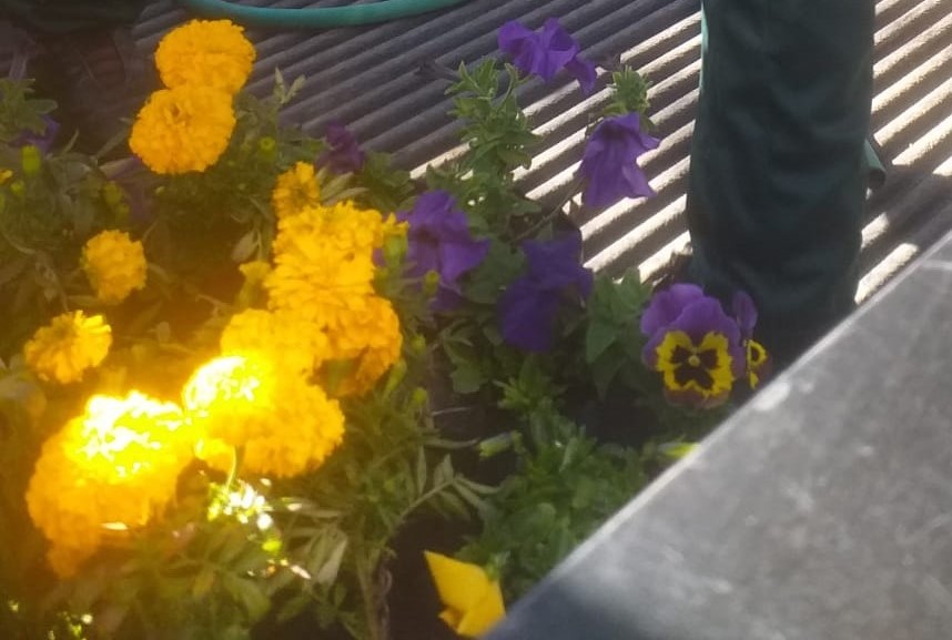 entrego 50 plantas ornamentales