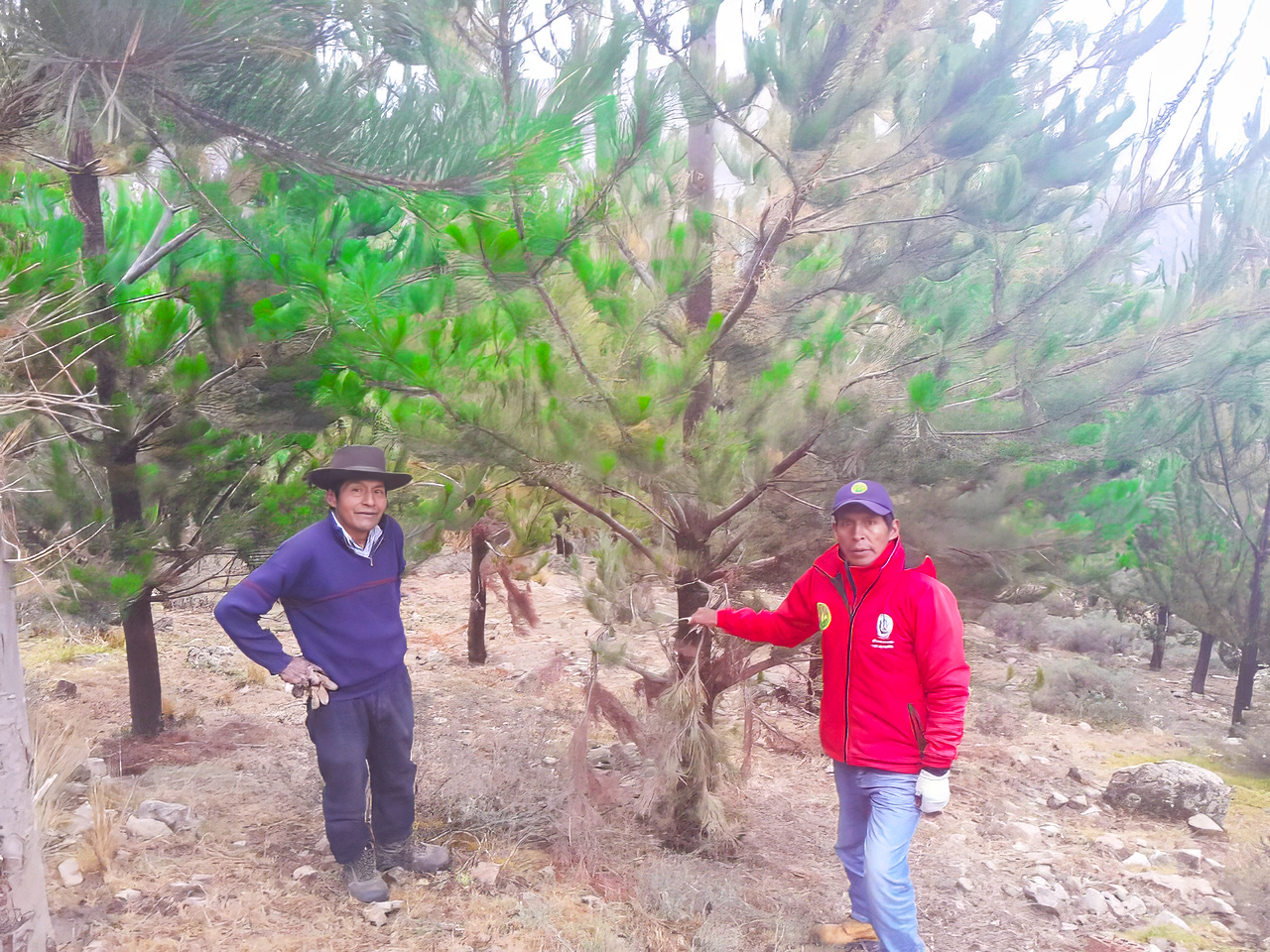 Proyecto Forestal Fajardo fortalece el manejo sostenible de 2350 pinos en Canaria