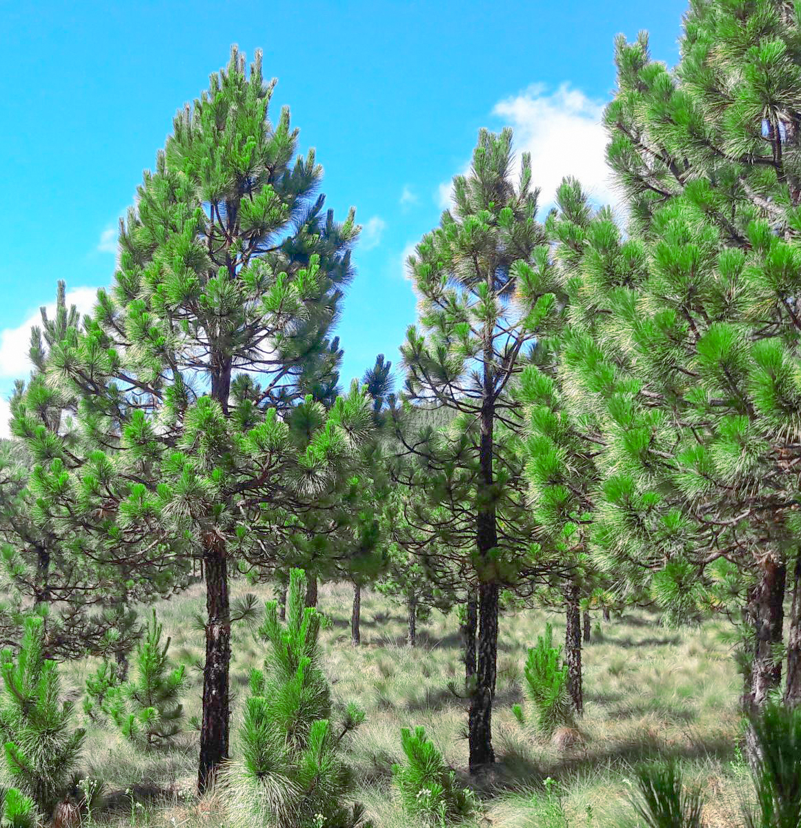 Proyecto Forestal Fajardo fortalece el manejo sostenible de 2350 pinos en Canaria