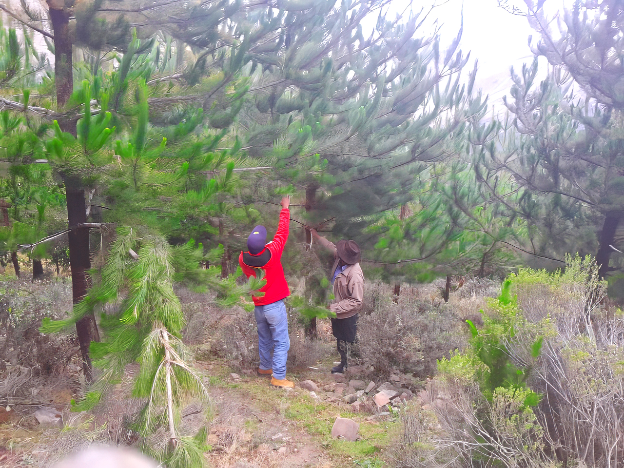 Proyecto Forestal Fajardo fortalece el manejo sostenible de 2350 pinos en Canaria