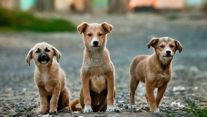Perritos callejeros