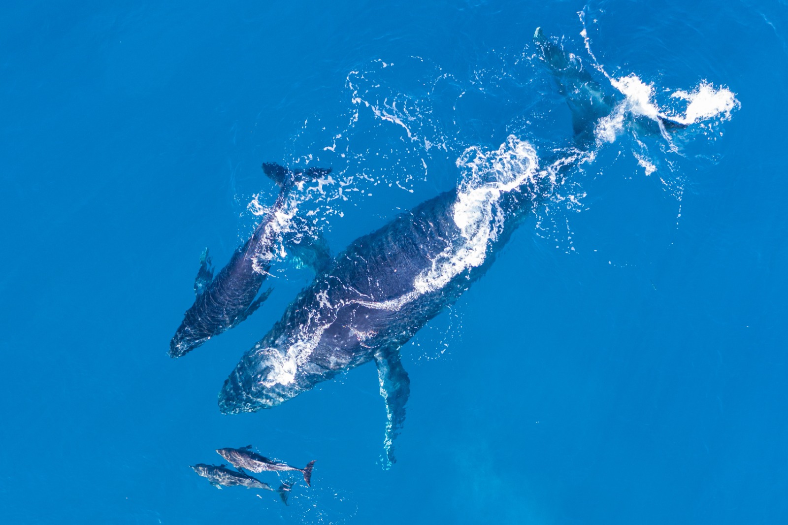 GORE espera llegada de más de 25 mil turistas para avistamiento de ballenas