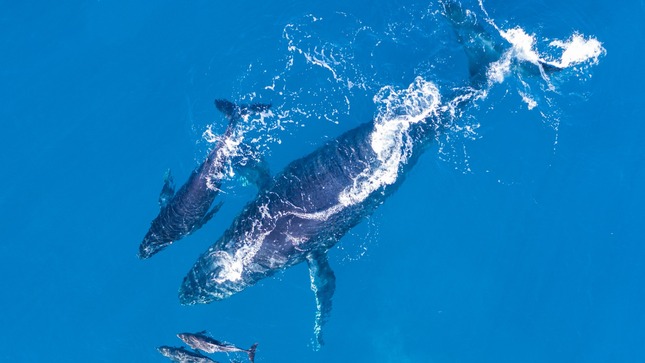 GORE espera llegada de más de 25 mil turistas para avistamiento de ballenas