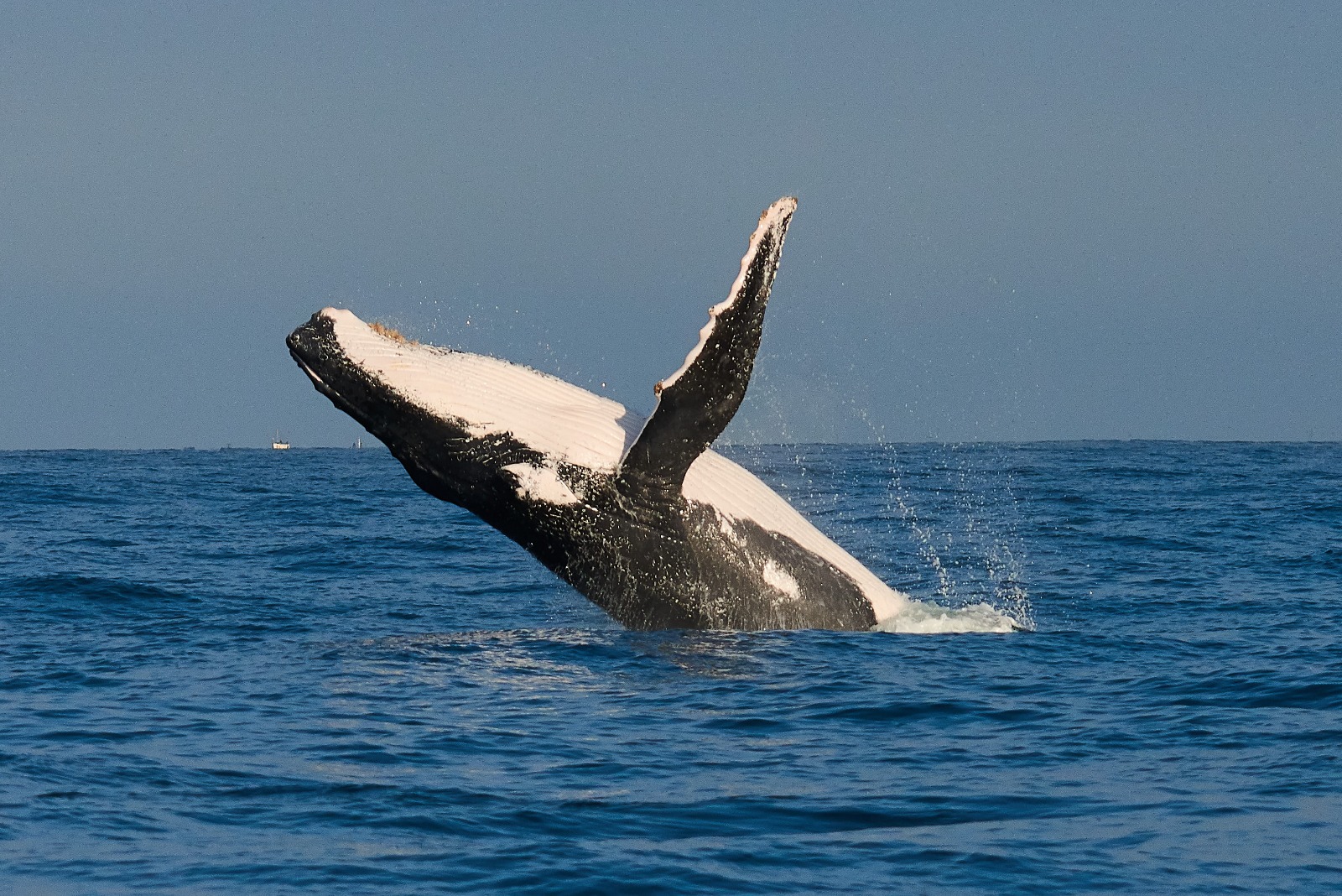 GORE espera llegada de más de 25 mil turistas para avistamiento de ballenas