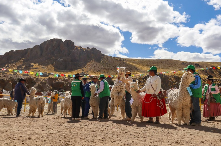 Municipalidad de Puno entregó incentivos al distrito de San Antonio en la XI Feria FEGASAN 2024