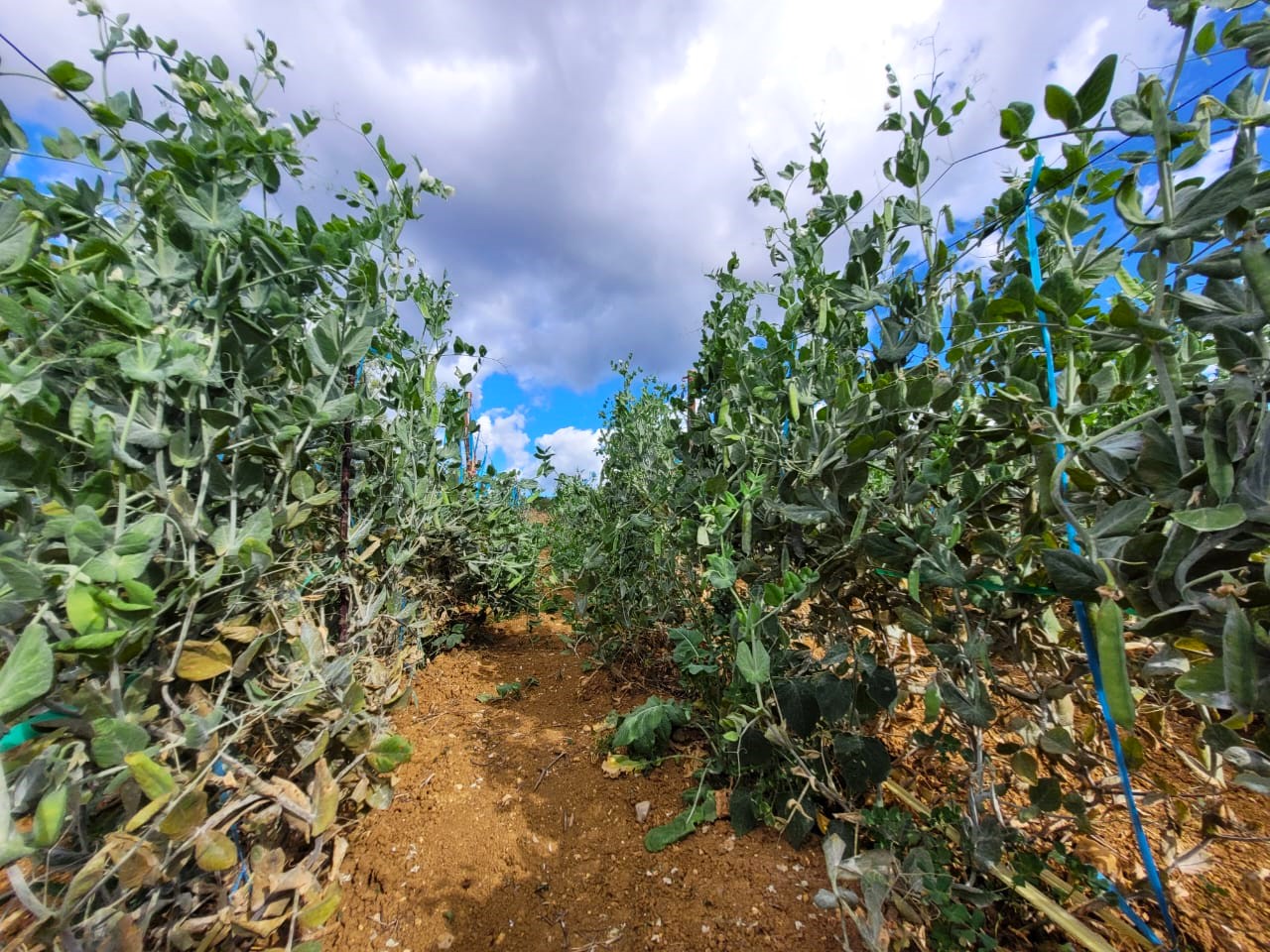 Capacitación en cultivo de arveja