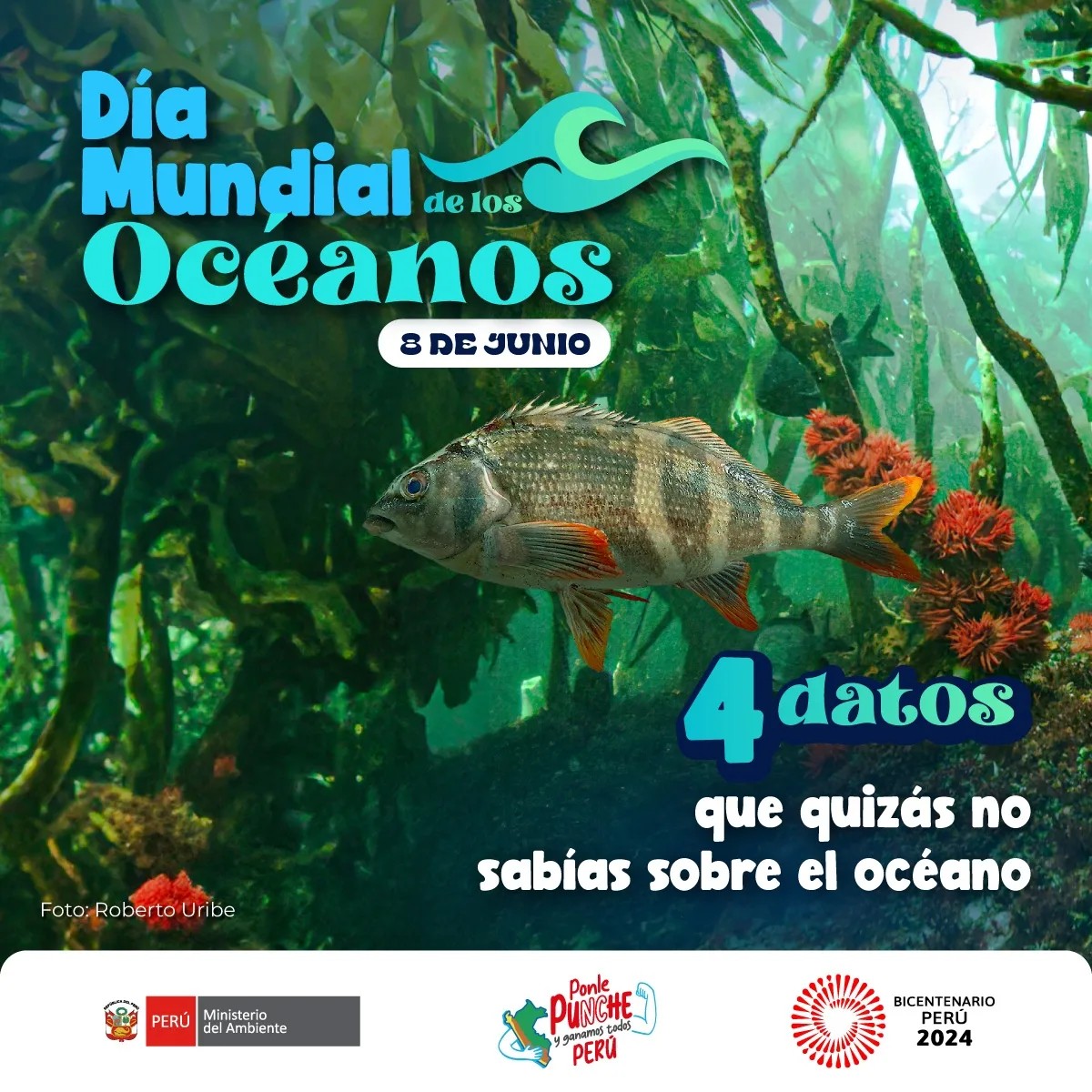 En el Día Mundial del Océano, recordemos cuán esenciales son para la vida en la tierra.
Además, cubre más del 70% de nuestro planeta y es una de las principales fuentes de vida y biodiversidad.
