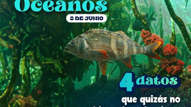 En el Día Mundial del Océano, recordemos cuán esenciales son para la vida en la tierra.
Además, cubre más del 70% de nuestro planeta y es una de las principales fuentes de vida y biodiversidad.