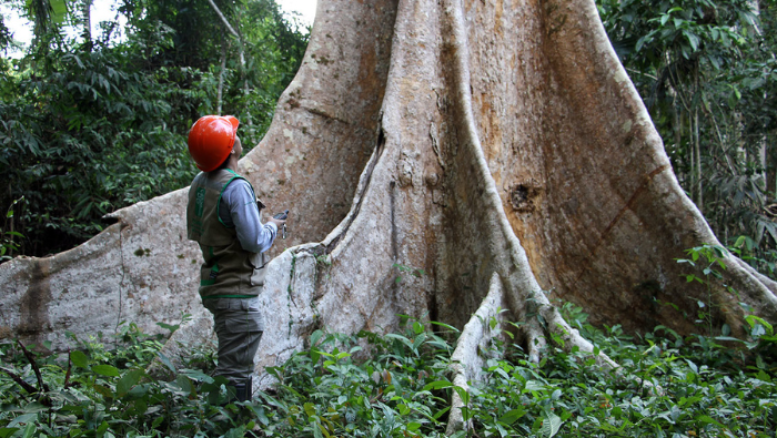 Competitividad forestal