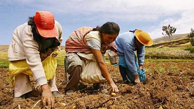 Gobierno: Agro sigue en alza y creció 5.4% entre enero-mayo por impulso de la producción de cebada y quinua 