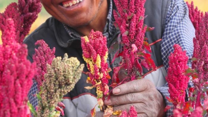 Gobierno: Agro sigue en alza y creció 5.4% entre enero-mayo por impulso de la producción de cebada y quinua