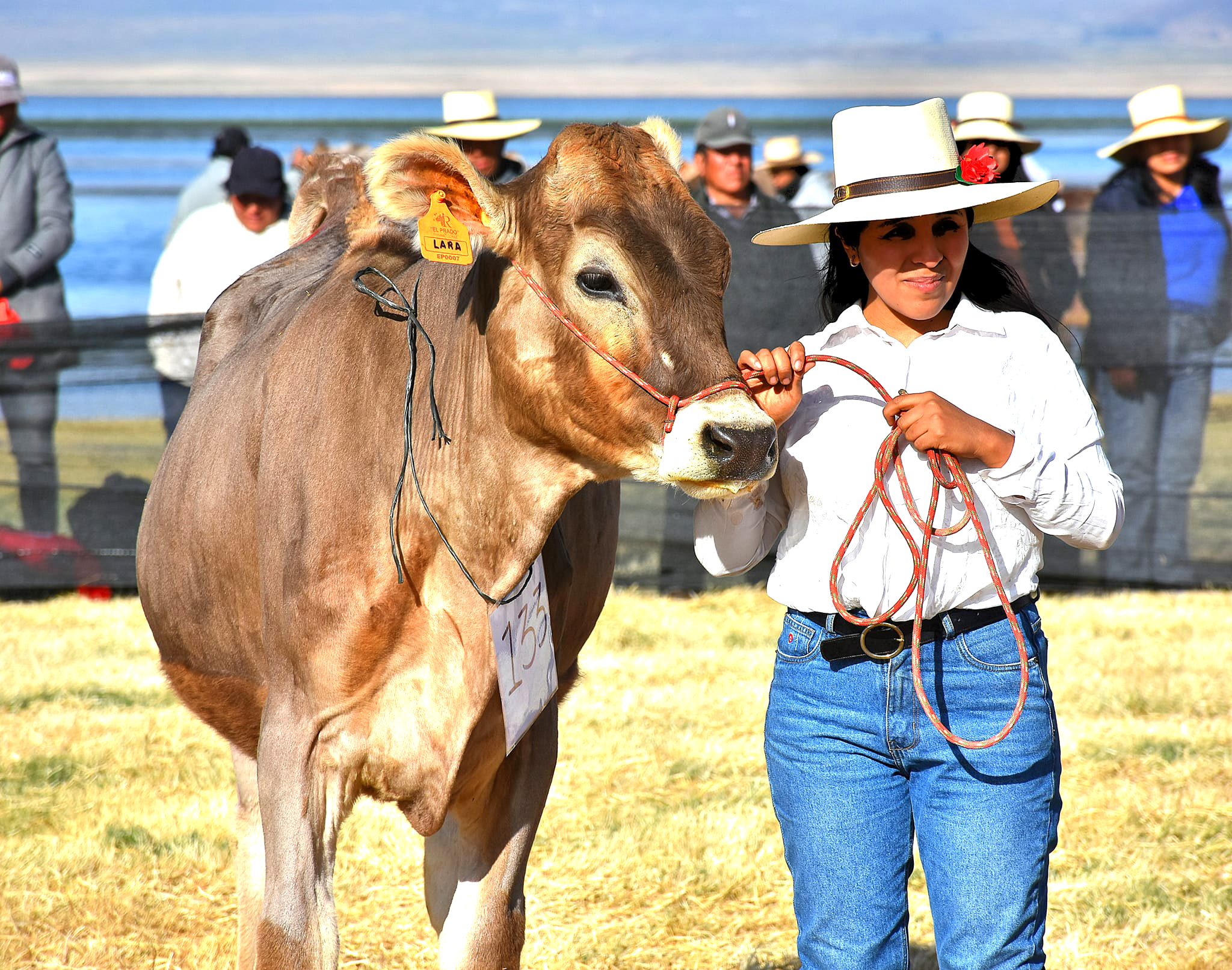 GORE Ayacucho promueve mejoramiento genético con desarrollo de expo feria ganadera en Parinacochas