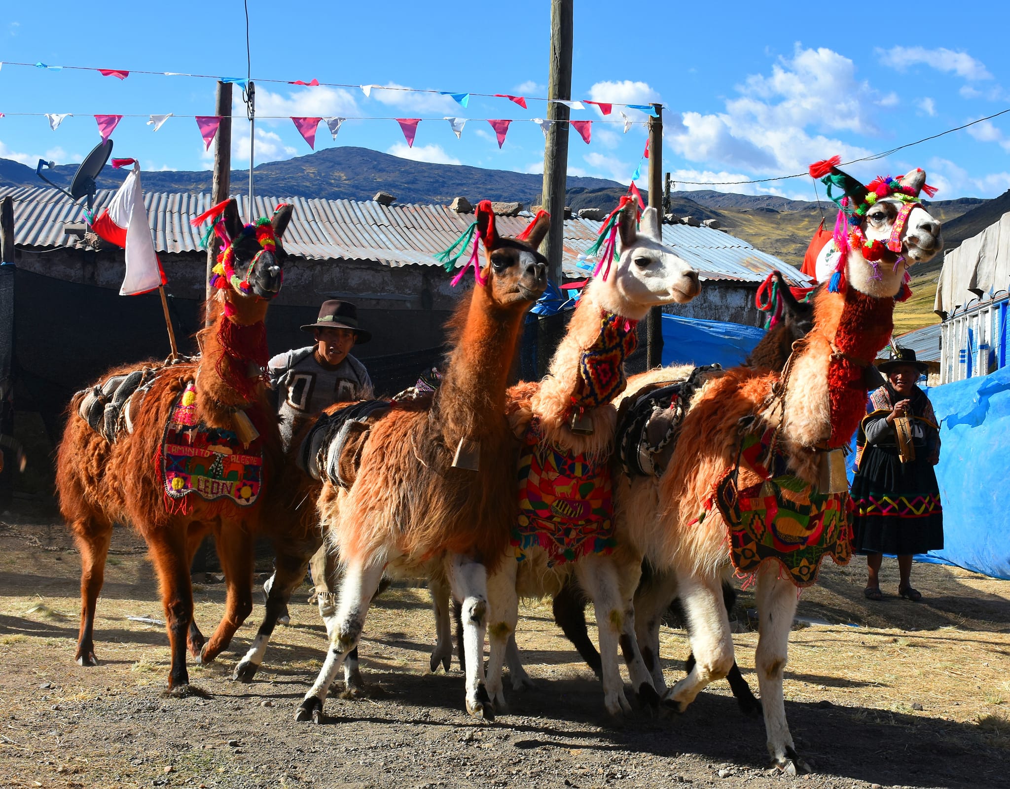 DRA Ayacucho desarrolló feria de camélidos sudamericanos en Pampamarca - Parinacochas