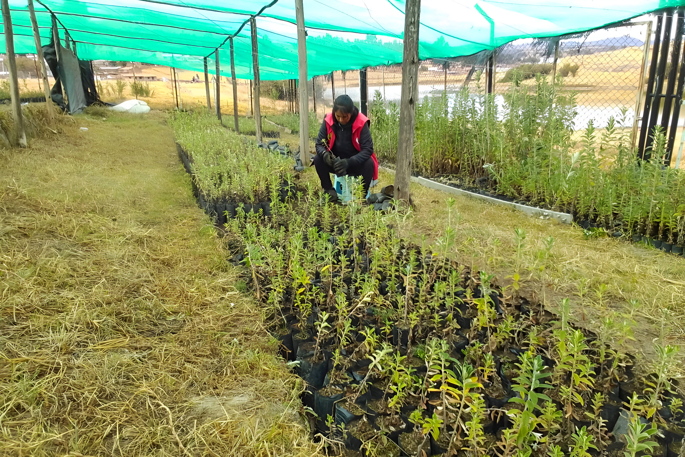 Inicia producción de 180 millares de plantones de pino y qenhua en 4 provincias de Ayacucho