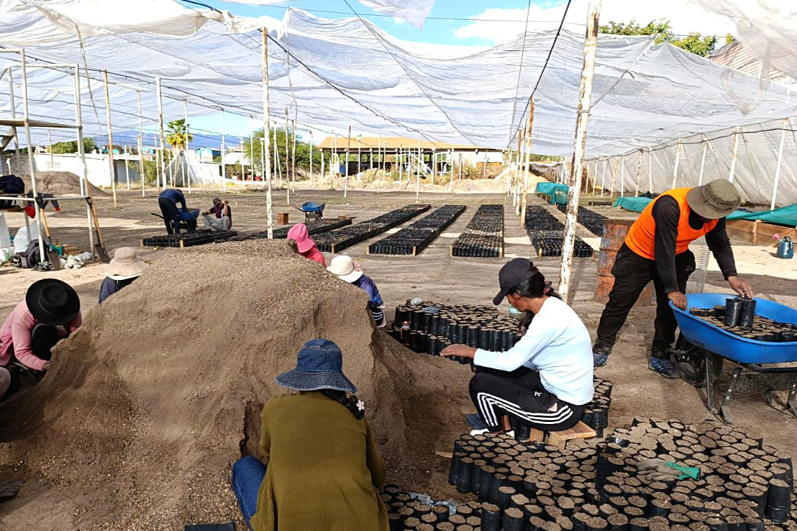 Inicia producción de 180 millares de plantones de pino y qenhua en 4 provincias de Ayacucho