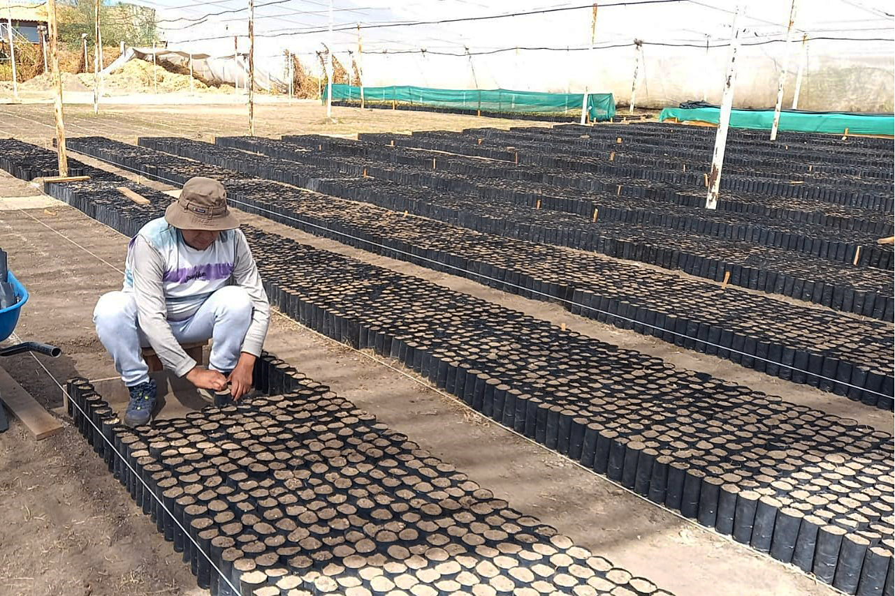 Inicia producción de 180 millares de plantones de pino y qenhua en 4 provincias de Ayacucho