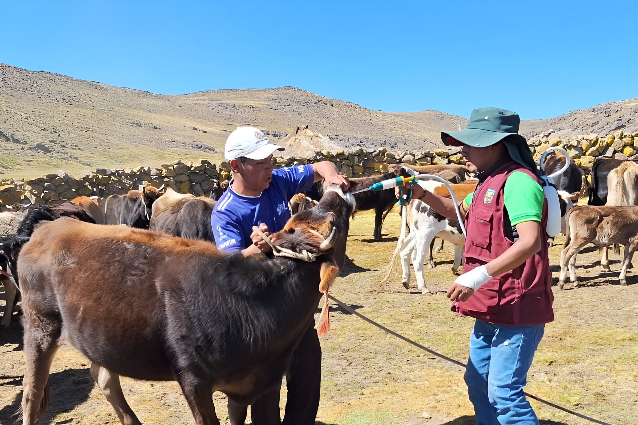 Proyecto Bovino Huanca Sancos realizará 8 mil 100 inseminaciones artificiales