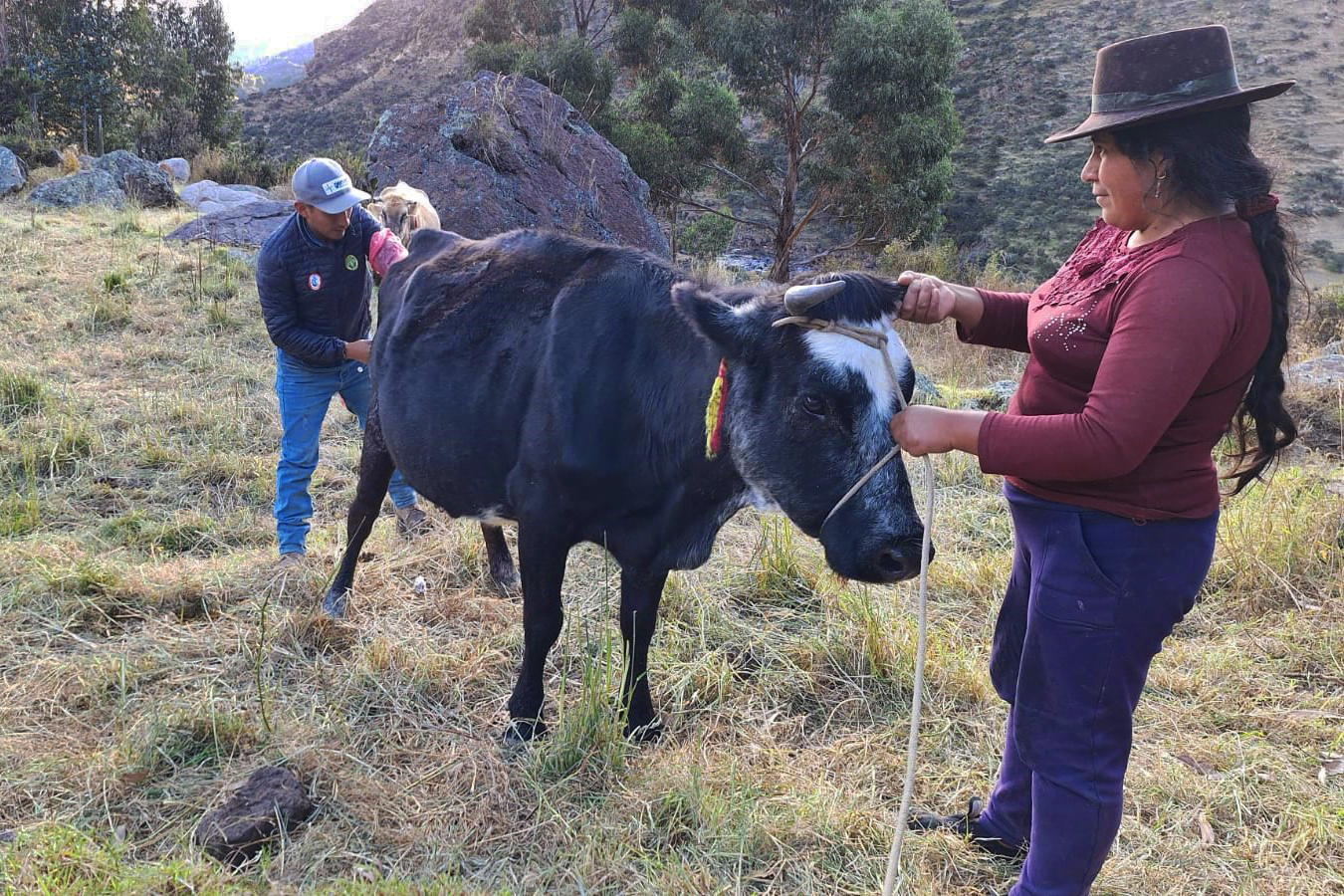 Proyecto Bovino Huanca Sancos realizará 8 mil 100 inseminaciones artificiales